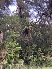 Cordyline indivisa