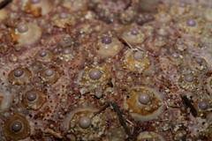 Heliocidaris