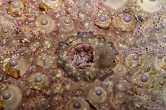 Heliocidaris