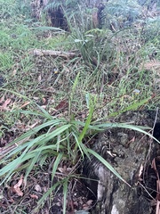 Dianella tasmanica