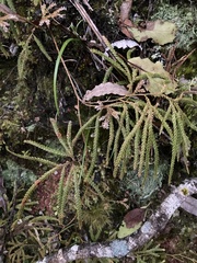Lycopodium volubile