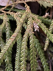 Lycopodium volubile