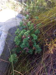 Pelargonium englerianum