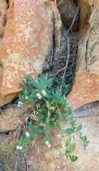 Teedia lucida