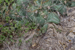 Coryphantha macromeris runyonii
