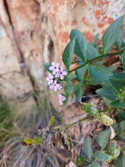 Teedia lucida