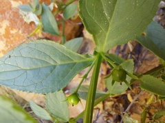 Teedia lucida