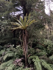 Cordyline indivisa