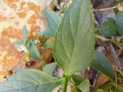 Teedia lucida