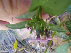 Teedia lucida