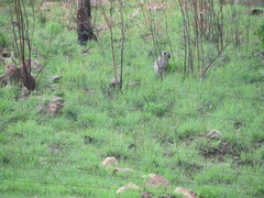 Chlorocebus pygerythrus