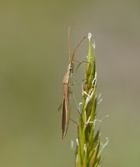 Mutusca brevicornis