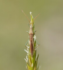 Mutusca brevicornis