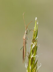 Mutusca brevicornis