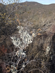 Eriodictyon tomentosum