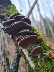 Phellinopsis lonicericola