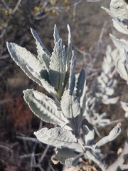 Eriodictyon tomentosum
