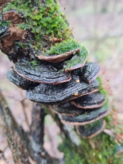 Phellinopsis lonicericola