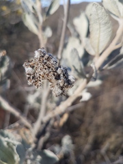 Eriodictyon tomentosum