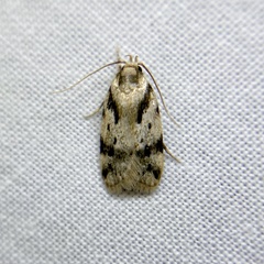 Barea basigramma