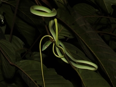 Ahaetulla prasina