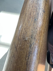 Araneae