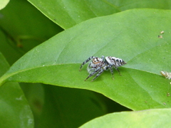 Opisthoncus quadratarius