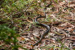 Dendrelaphis punctulatus