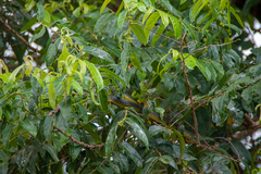 Dendrelaphis punctulatus