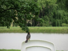 Trachyphonus vaillantii