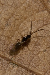 Spilomicrus
