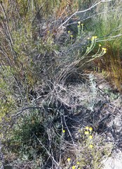 Athanasia pachycephala