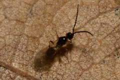 Spilomicrus