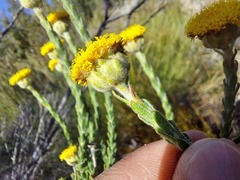 Athanasia pachycephala