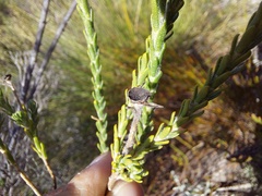 Athanasia pachycephala