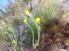 Athanasia pachycephala