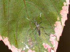 Toxorhynchites speciosus