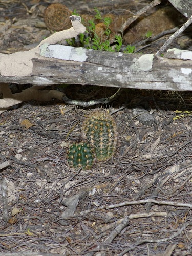 Image of Echinocereus fitchii by (c) Michelle W. （鍾偉瑋）, some rights reserved (CC BY)
