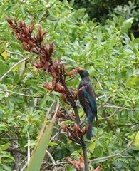 Prosthemadera novaeseelandiae