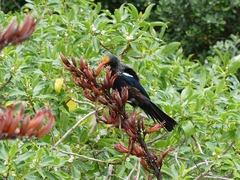 Prosthemadera novaeseelandiae