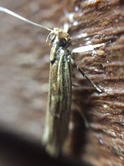 Helcystogramma phryganitis