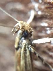Helcystogramma phryganitis