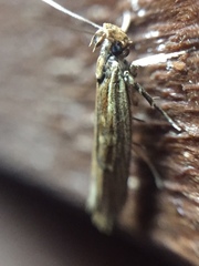 Helcystogramma phryganitis