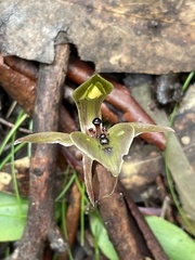 Chiloglottis gunnii