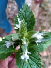 Ajuga oocephala