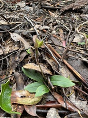 Chiloglottis gunnii