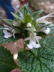 Ajuga oocephala