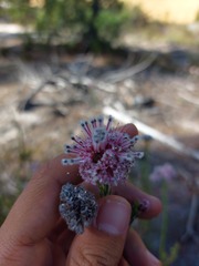 Serruria trilopha