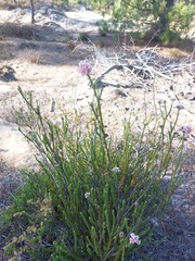 Serruria trilopha