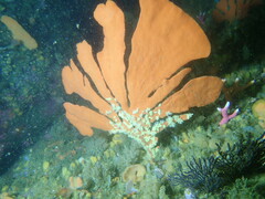 Parazoanthus capensis